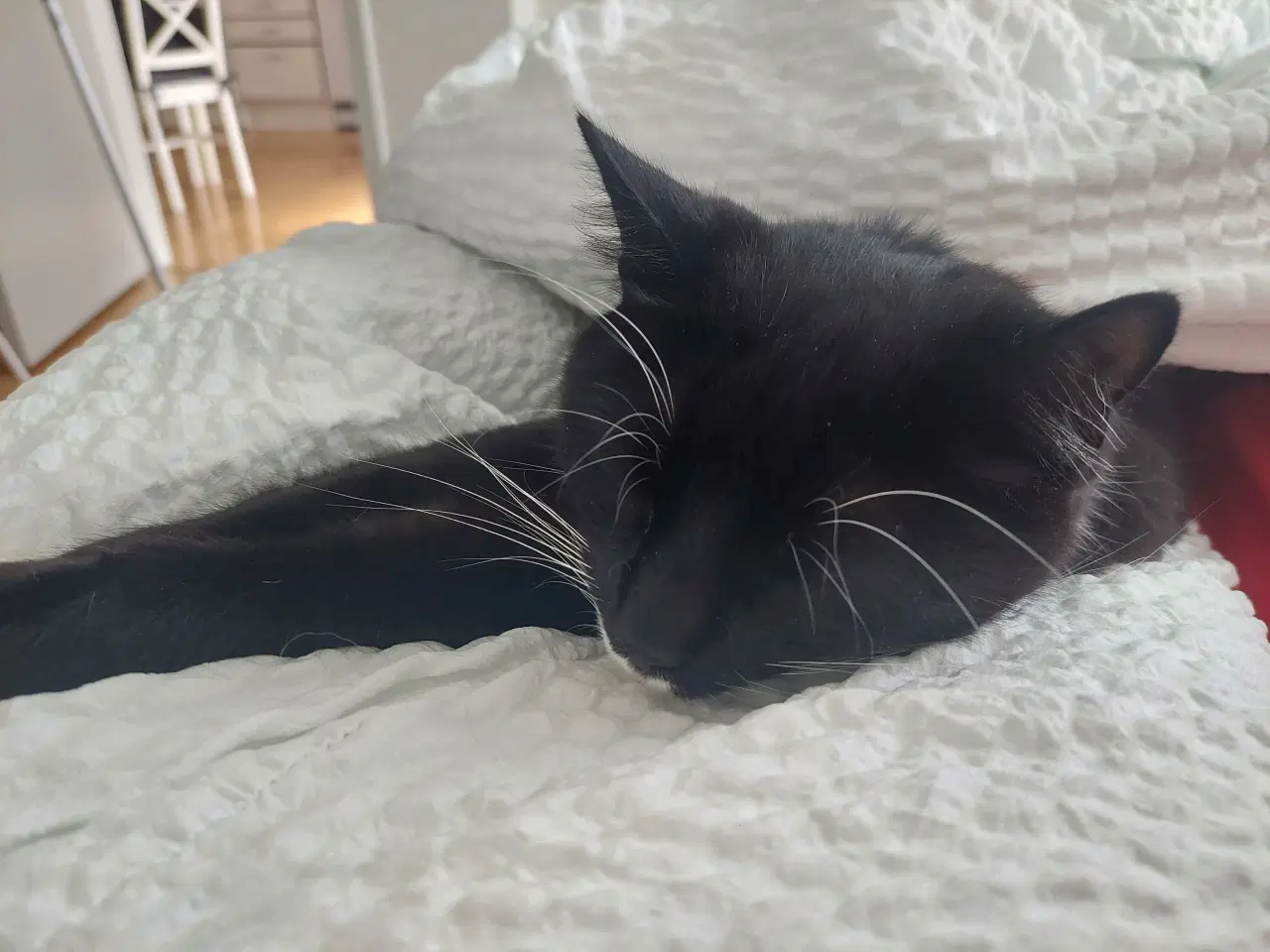 Billede 1 - Pjevs søger ny madmor og have.