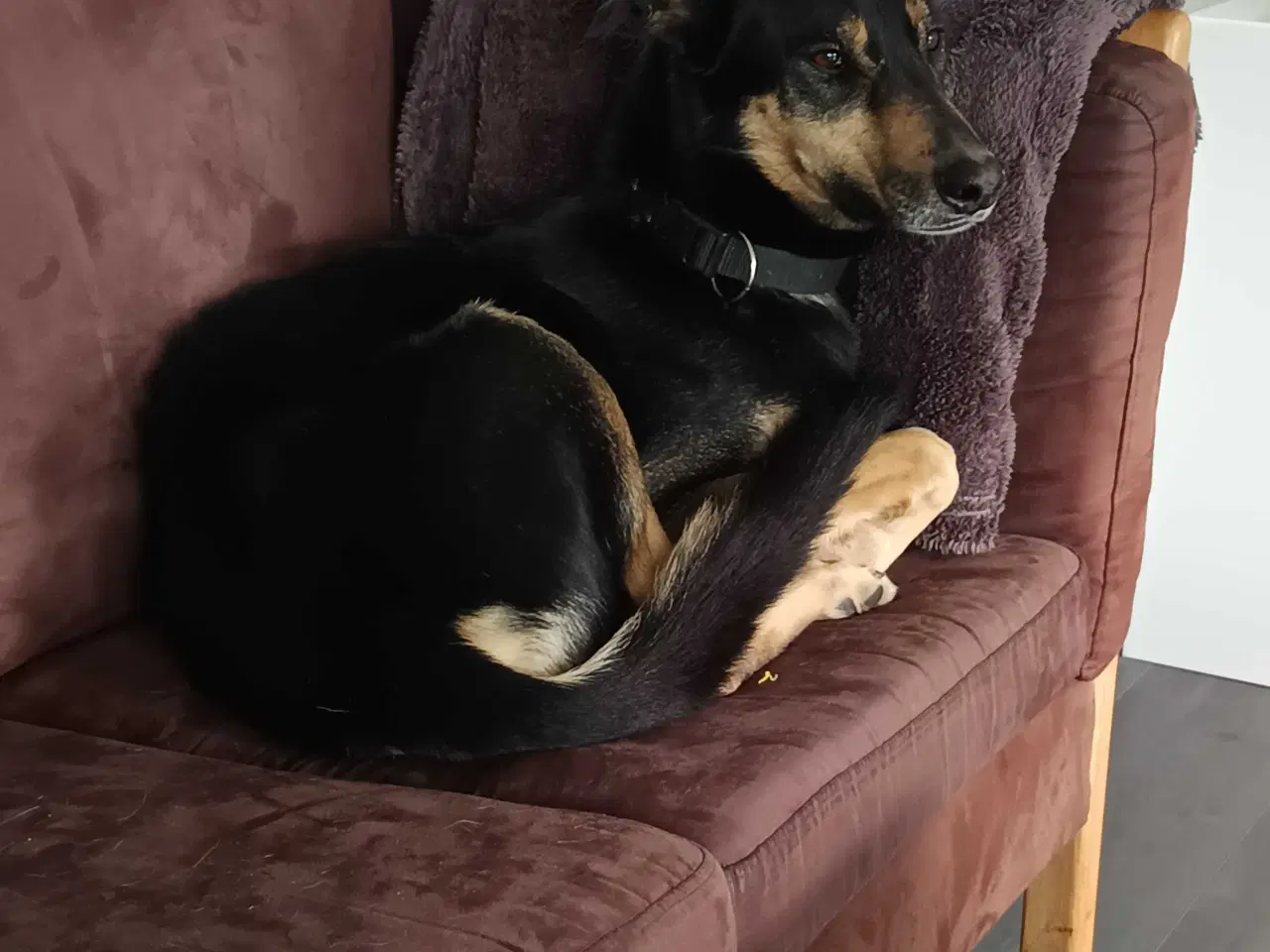 Billede 4 - Fantastisk hanhund sælges 