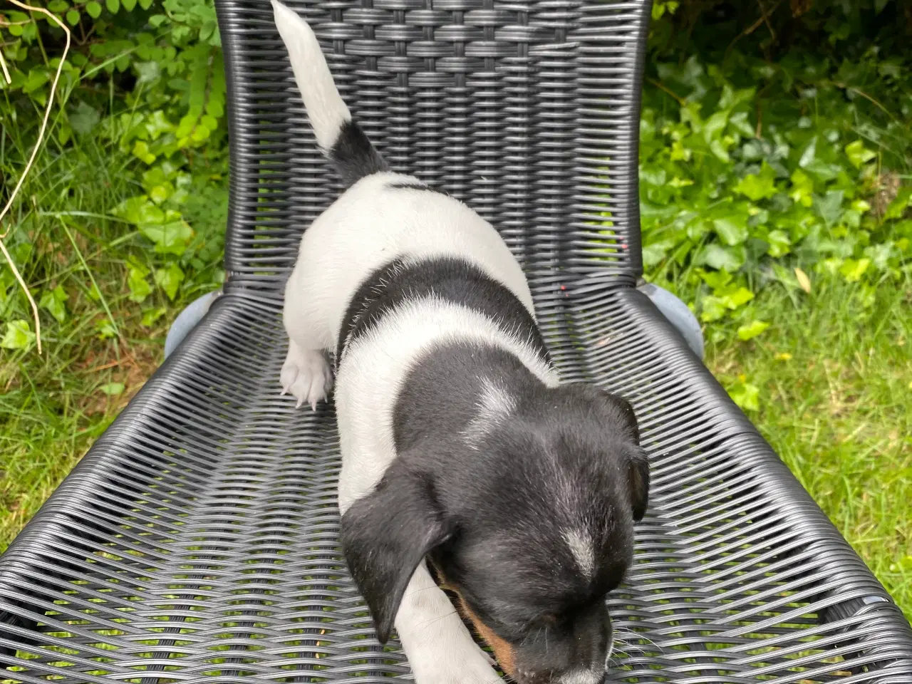 Billede 6 - Dansksvensk gårdhunde hvalpe
