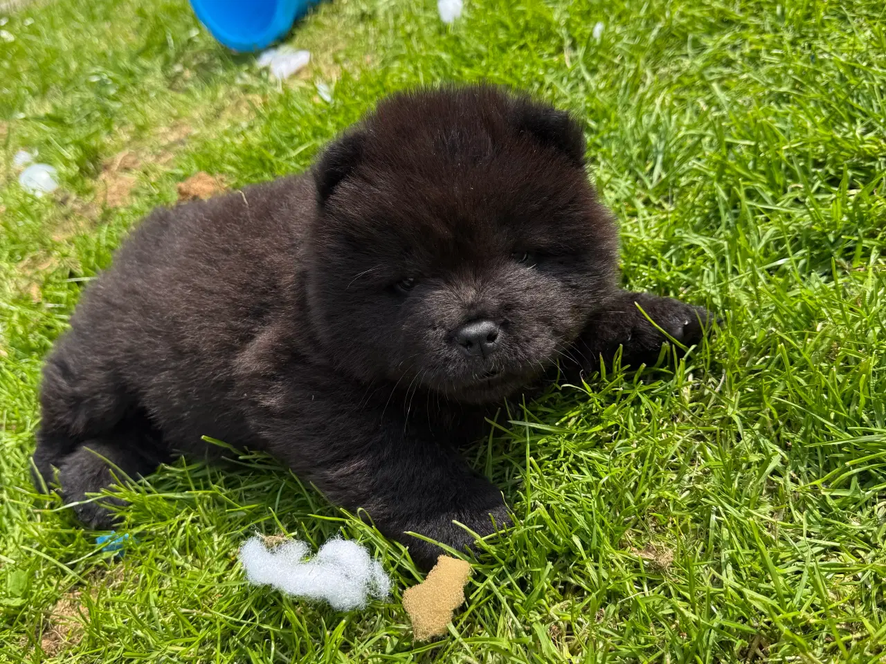 Billede 15 - Chow Chow hvalpe
