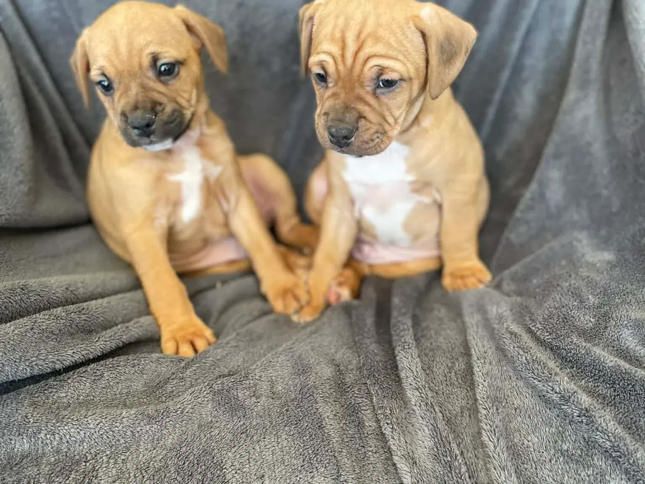 Billede 5 - Fransk-Dansk