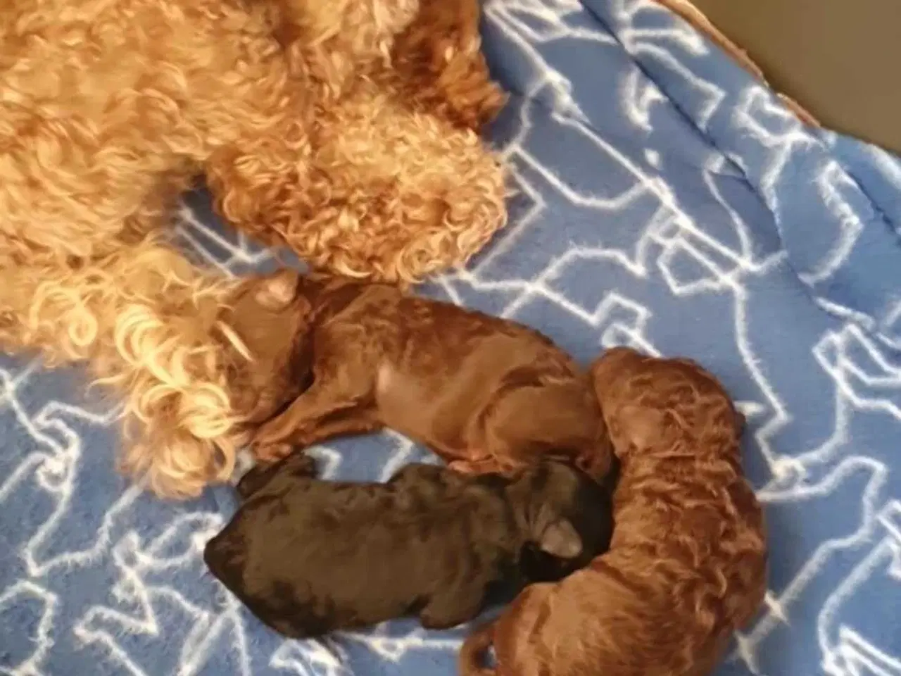 Billede 1 - Dværg puddel  hvalpe 