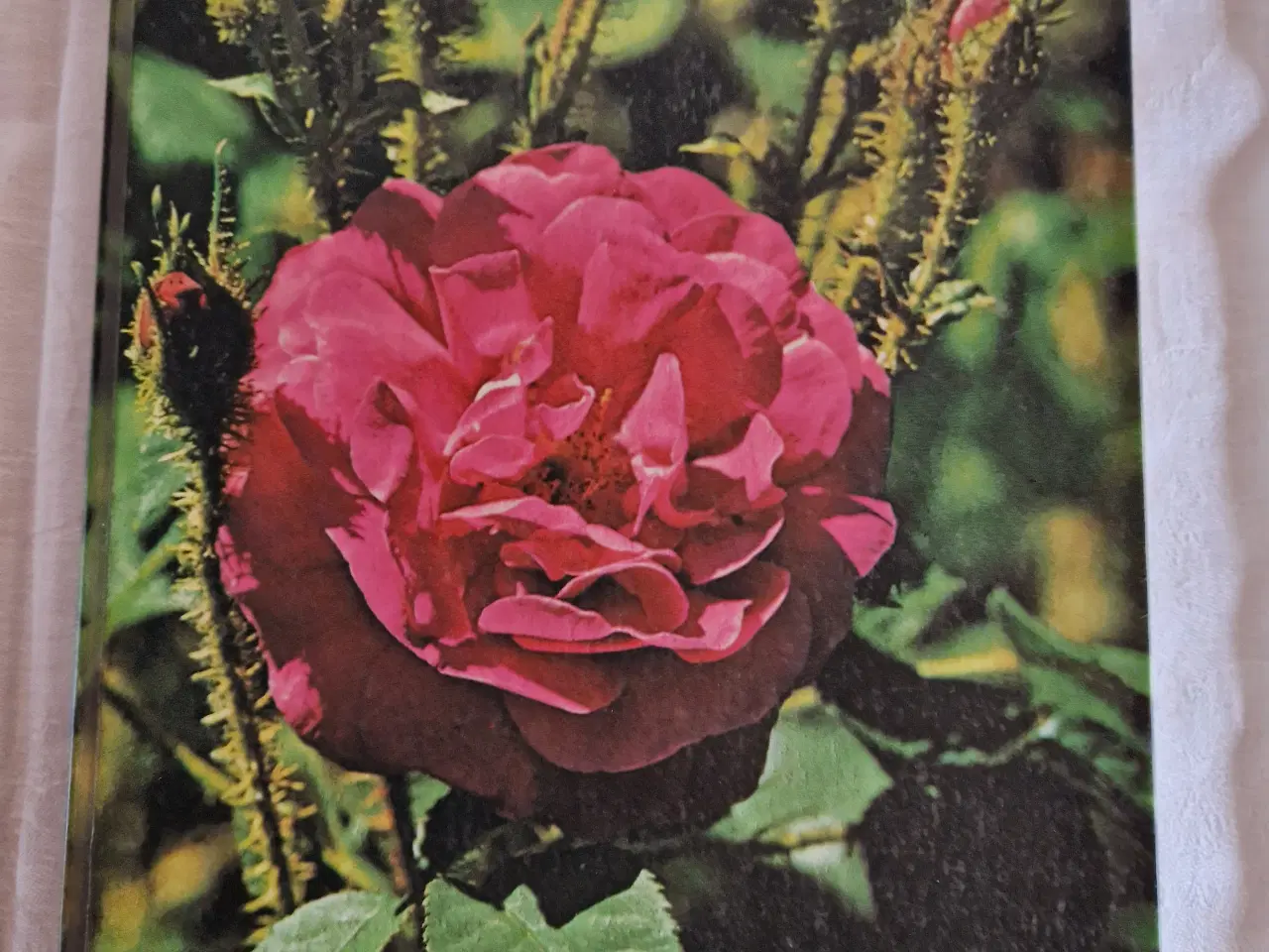 Billede 2 - Havens Planteleksikon  Træer og Buske 2 bøger 