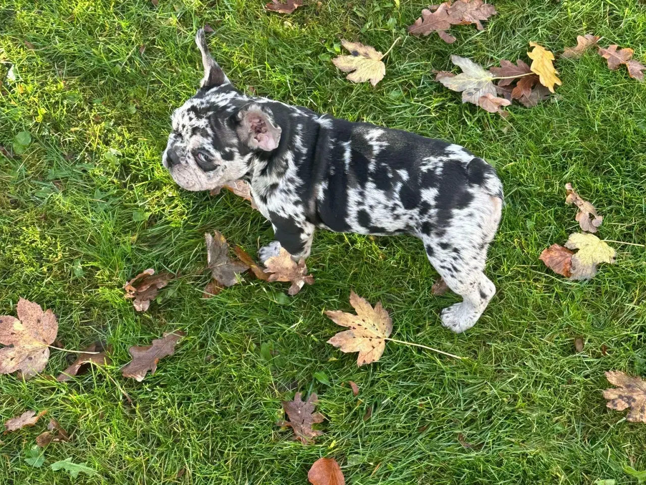 Billede 1 - Fransk bulldog Blå/Merle