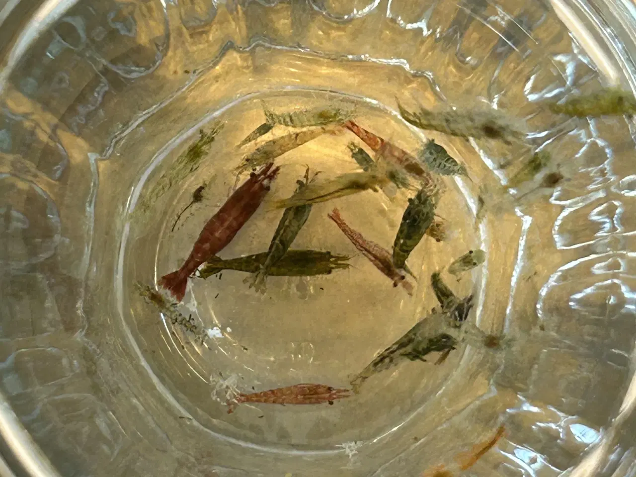 Billede 5 -  🦐 Neocaridina rejer – blandede 5stk | GLS