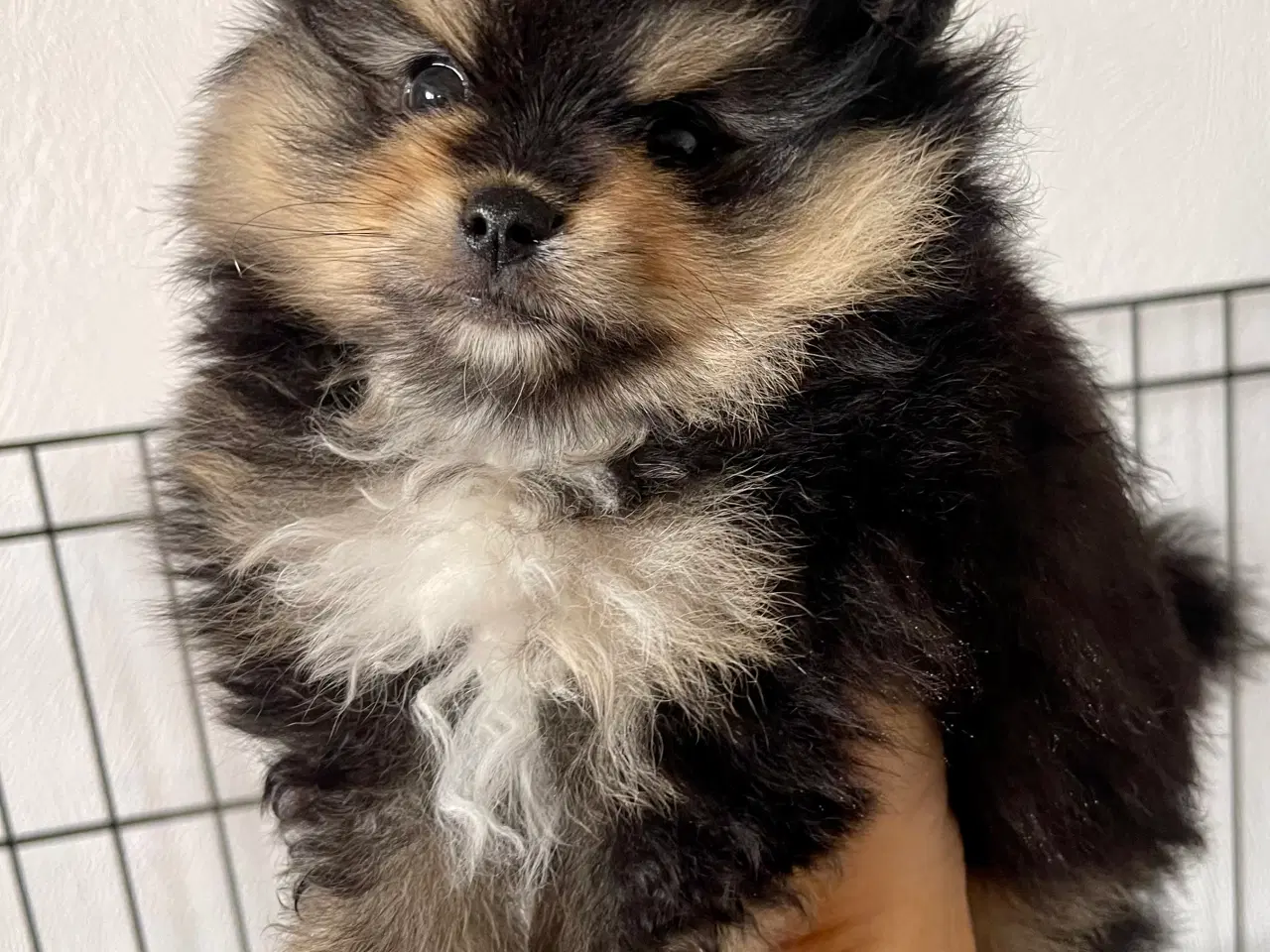 Billede 5 - B&t Pomeranian dreng