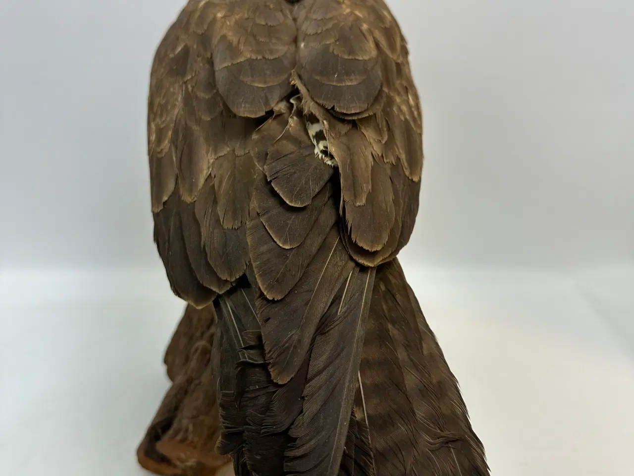 Billede 3 - Udstoppet Musvåge m. bytte