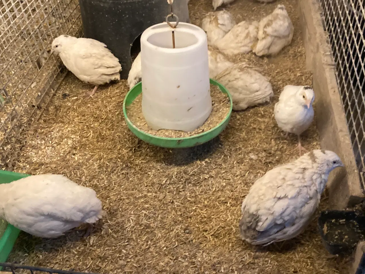 Billede 3 - Fine Texas vagtelkyllinger