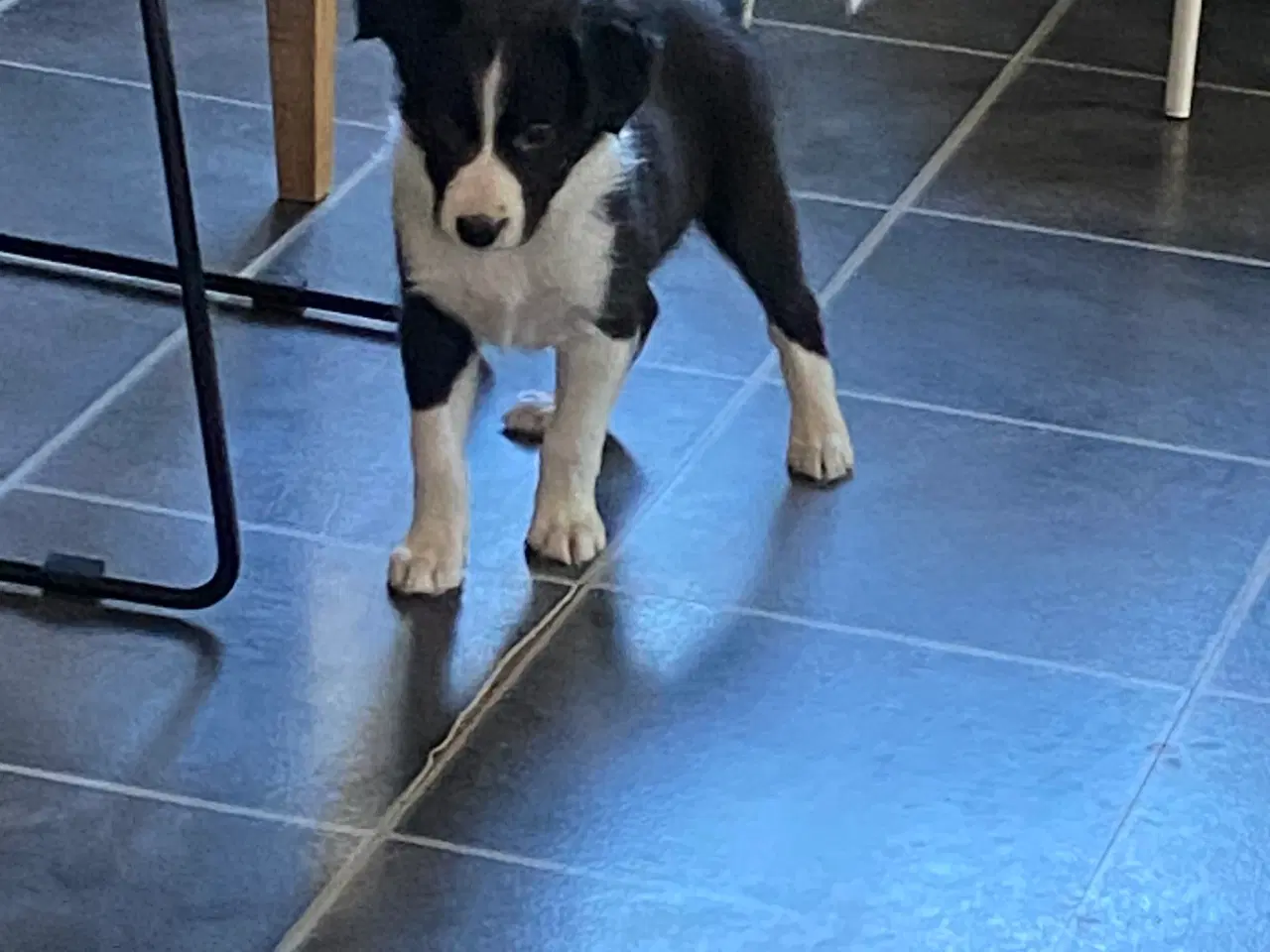 Billede 6 - Border Collie Hvalpe