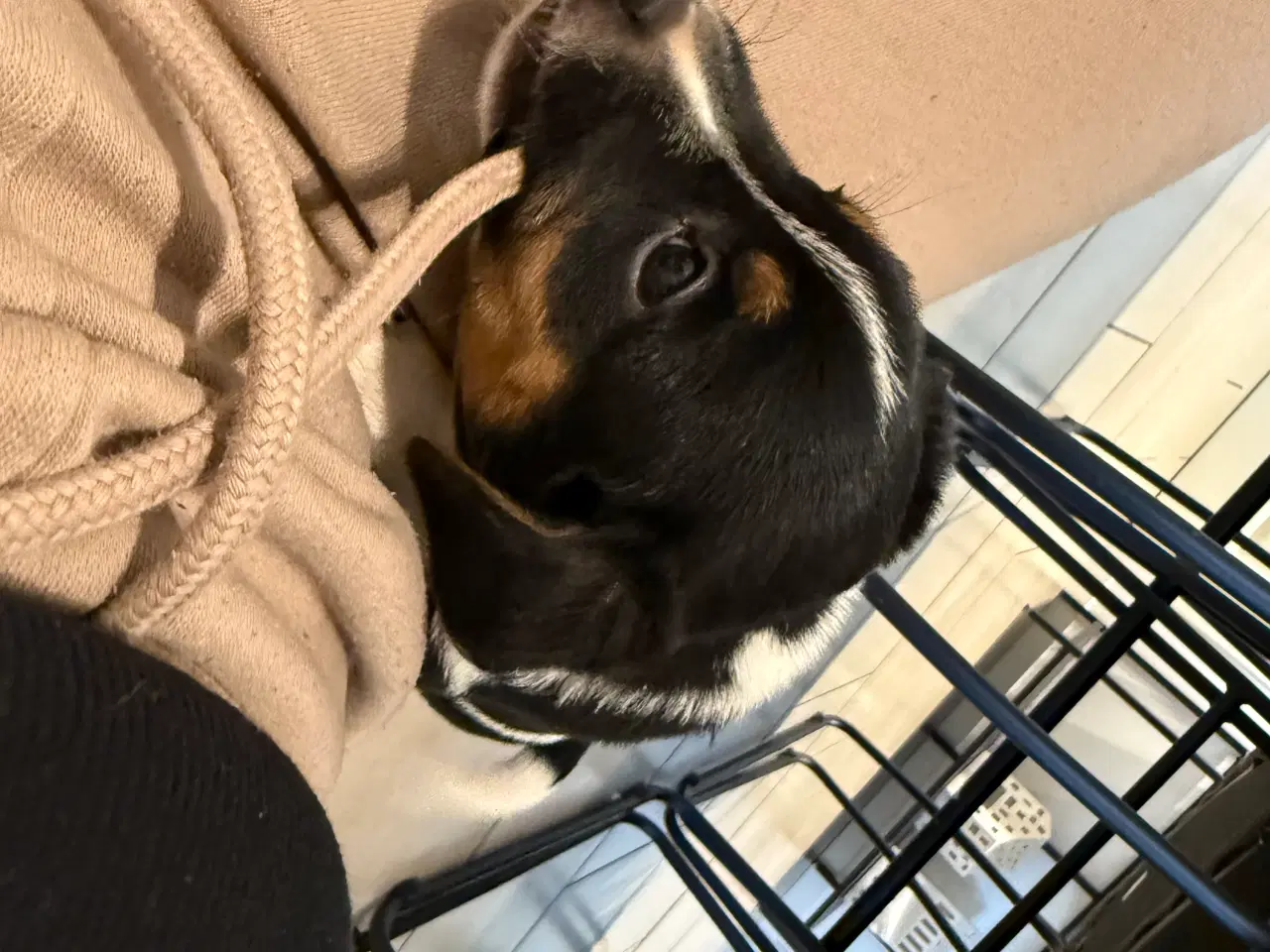 Billede 1 - Hvalpe blanding dansk Svend/jack Russel 