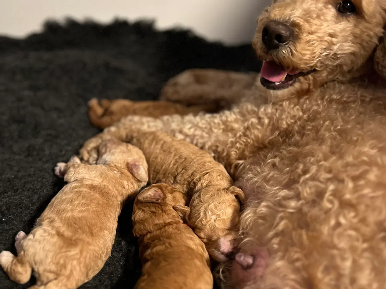 Billede 4 - Hundehvalpe Goldendoodle