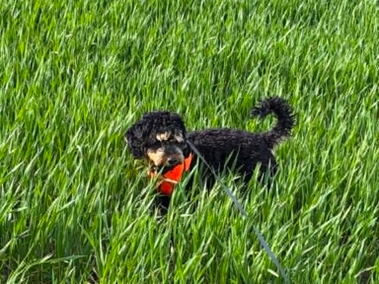Billede 9 - 🐾 Balder søger sit nye for-ever hjem 🐾