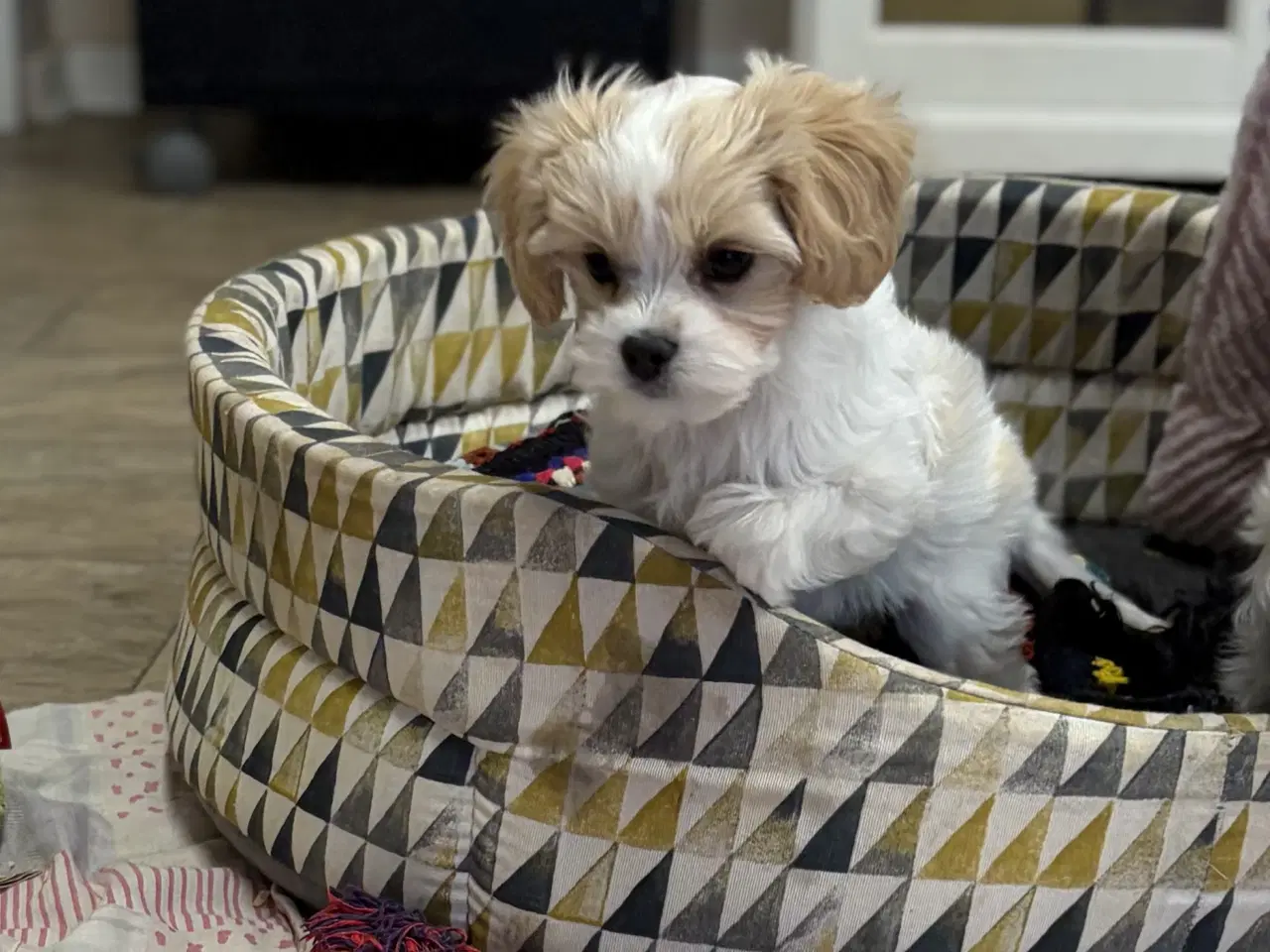 Billede 20 - Den smukkeste Mini Cavapoo pige 