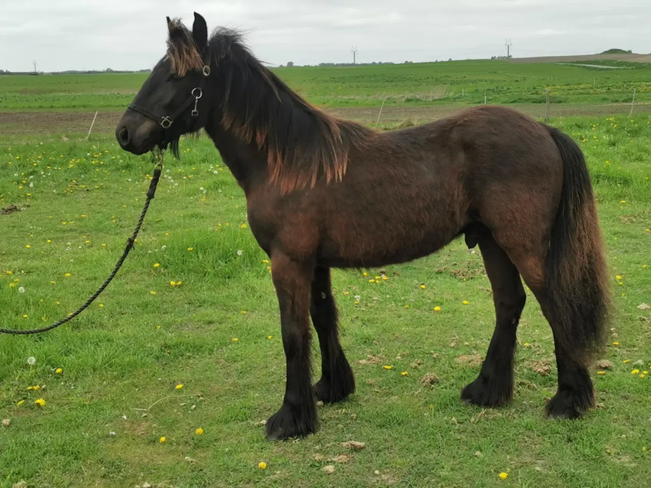 Billede 3 - Fellpony vallak passet med ALT