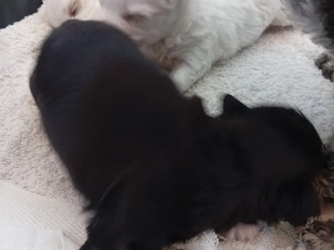 Billede 5 - bichon hvalpe soger nye hjem