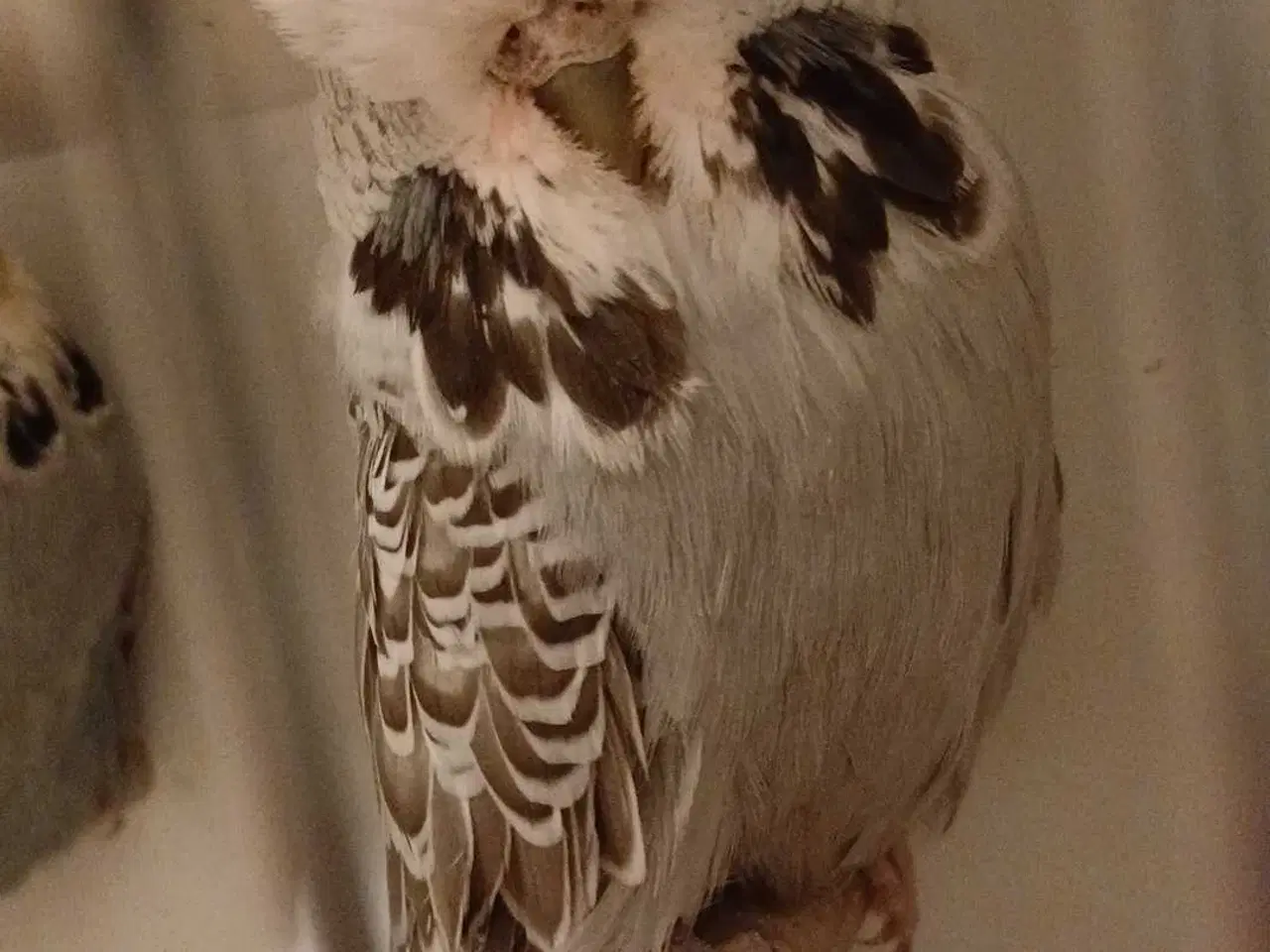 Billede 8 - 1 par Engelske undulater 