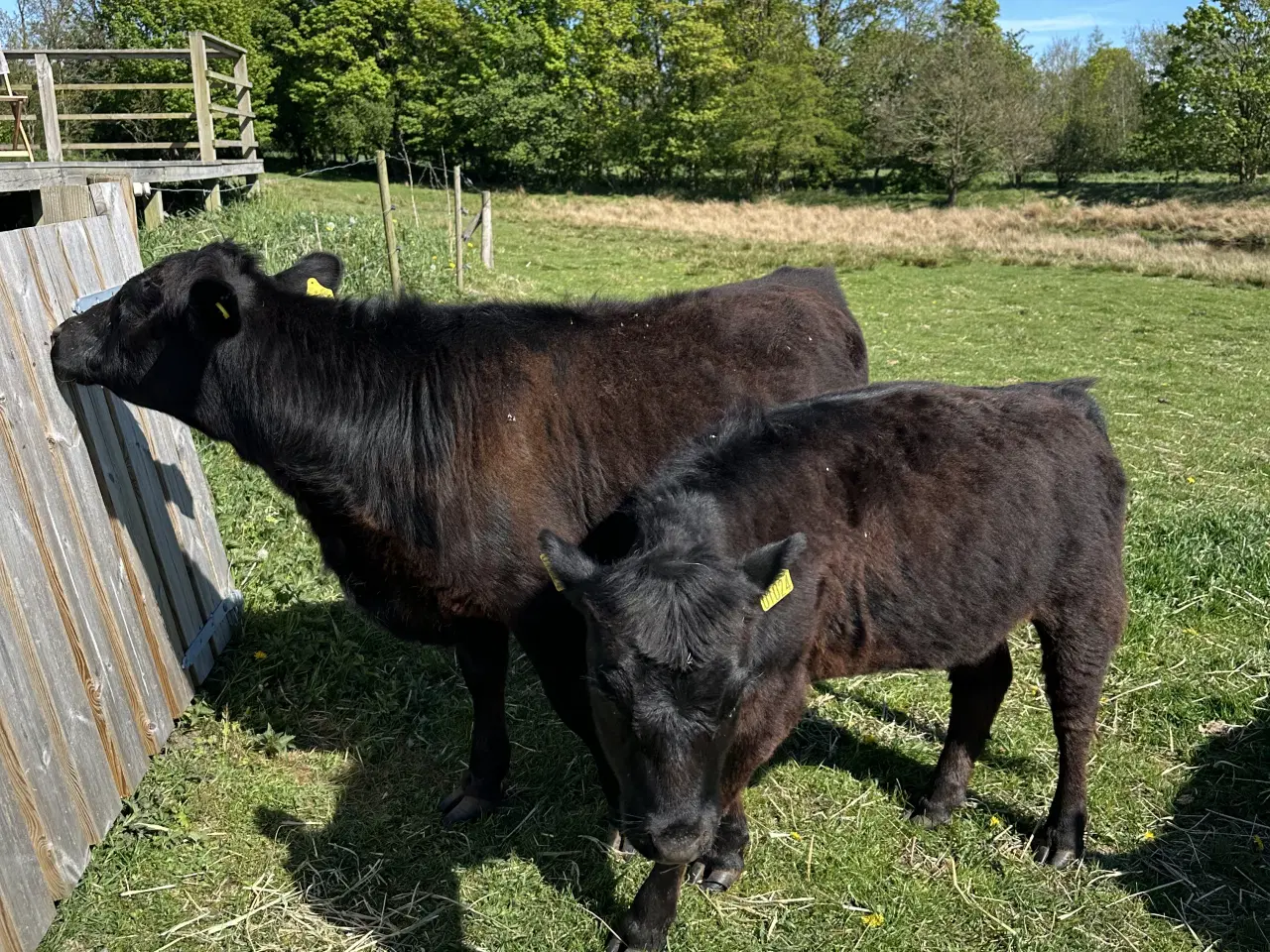 Billede 1 - Dexter stud og kvie fra april 2025