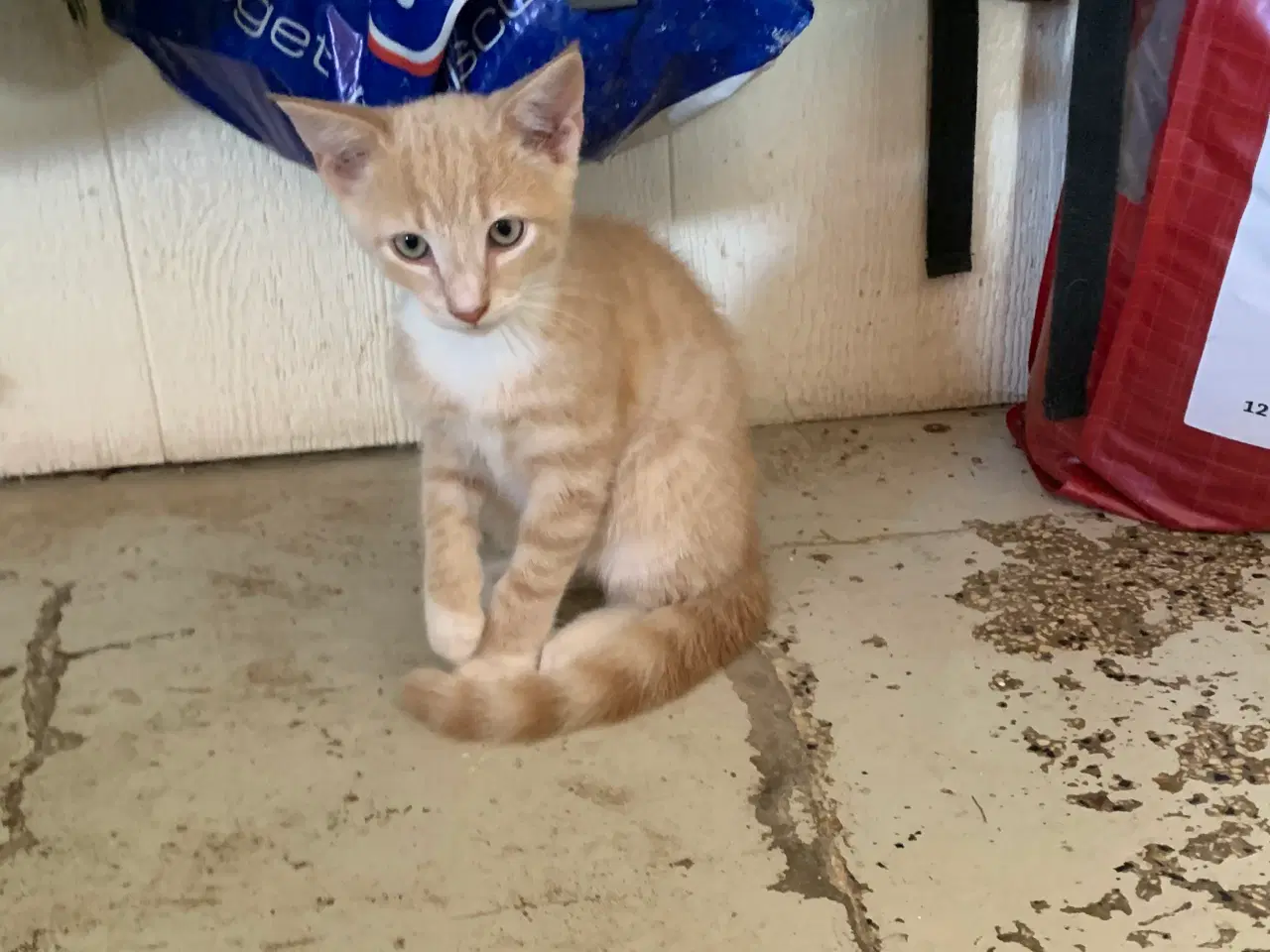 Billede 5 - 25 % mainecoon killinger sælges