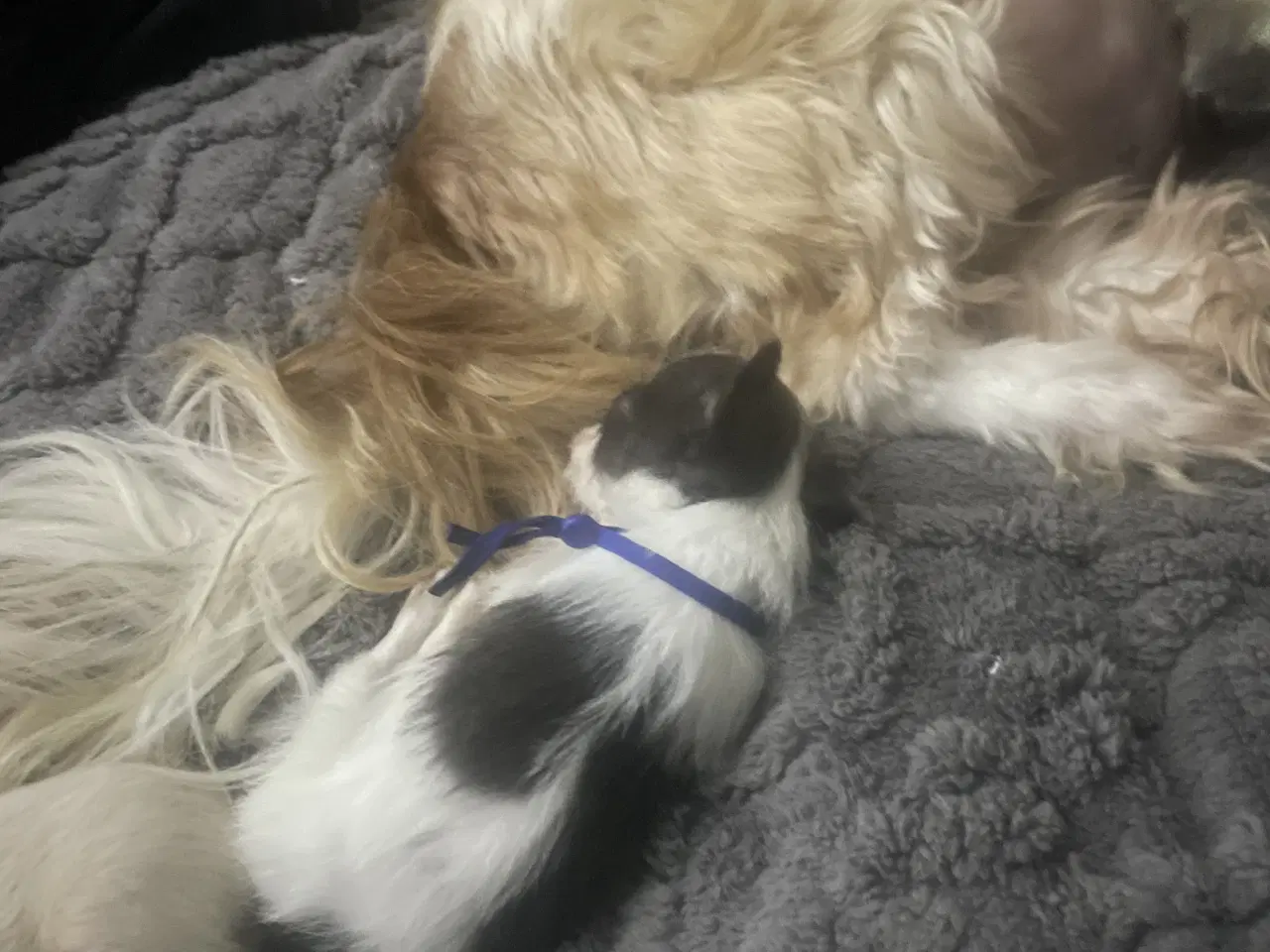 Billede 6 - Shih Tzu/ Chihuahua blanding piger