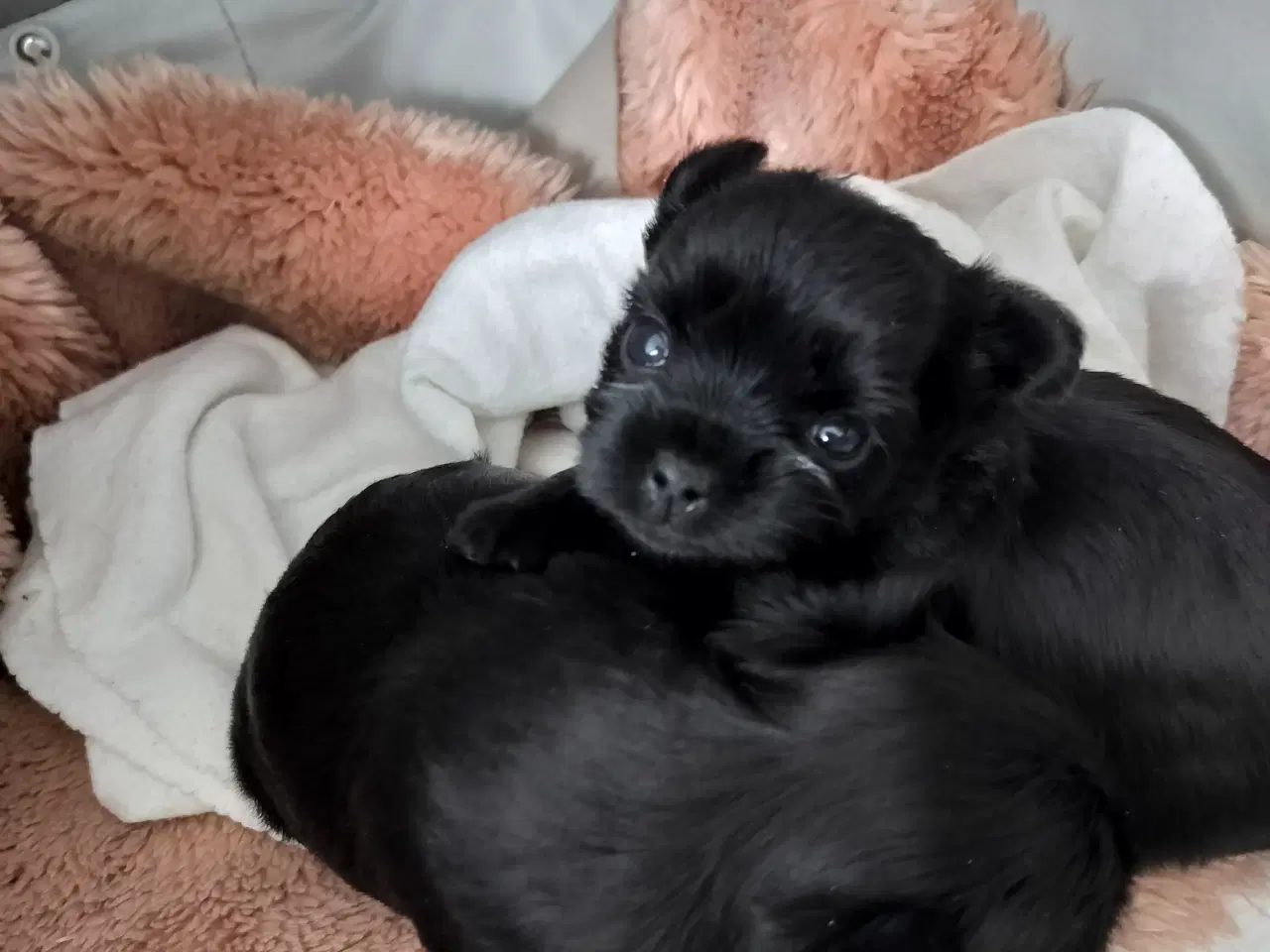 Billede 3 - Skønneste Sorte Yorkshire Terrier