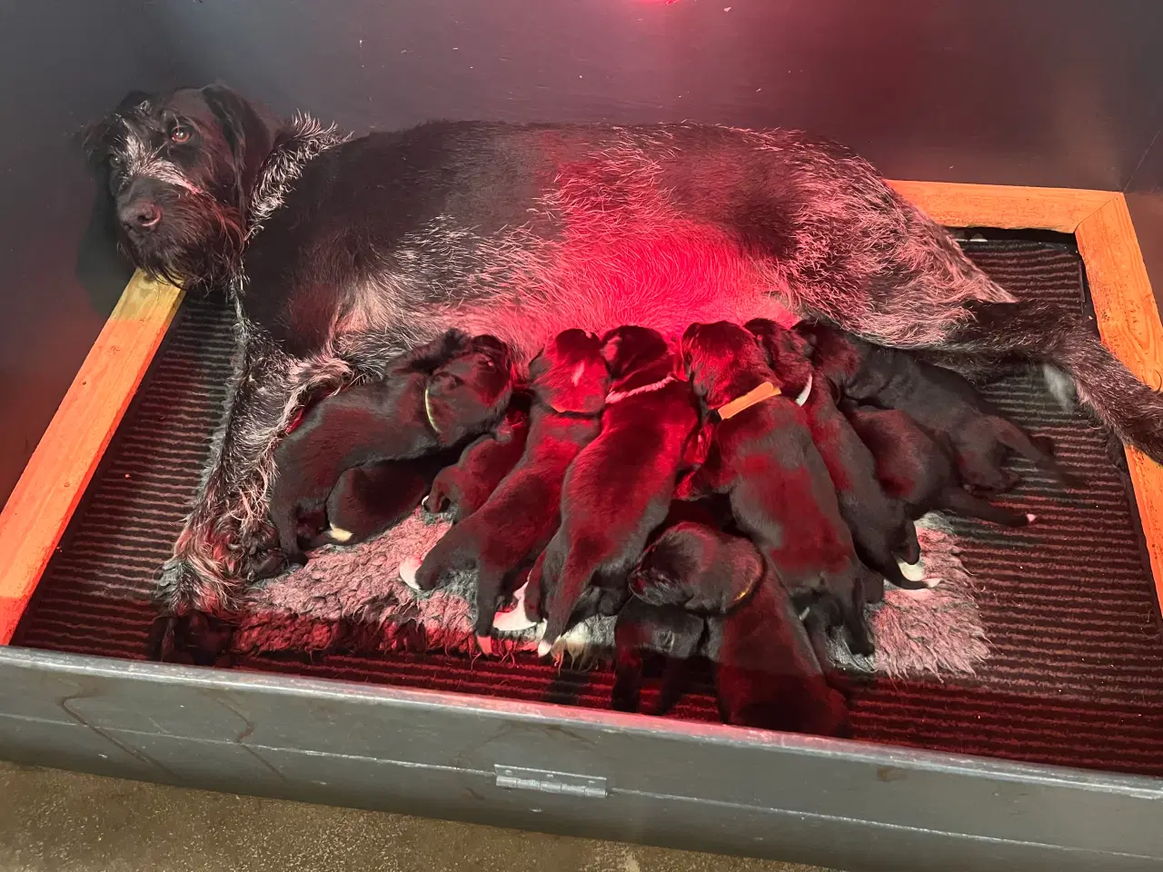 Billede 1 - Rulaber ( Labrador-Ruhåret hønsehund )