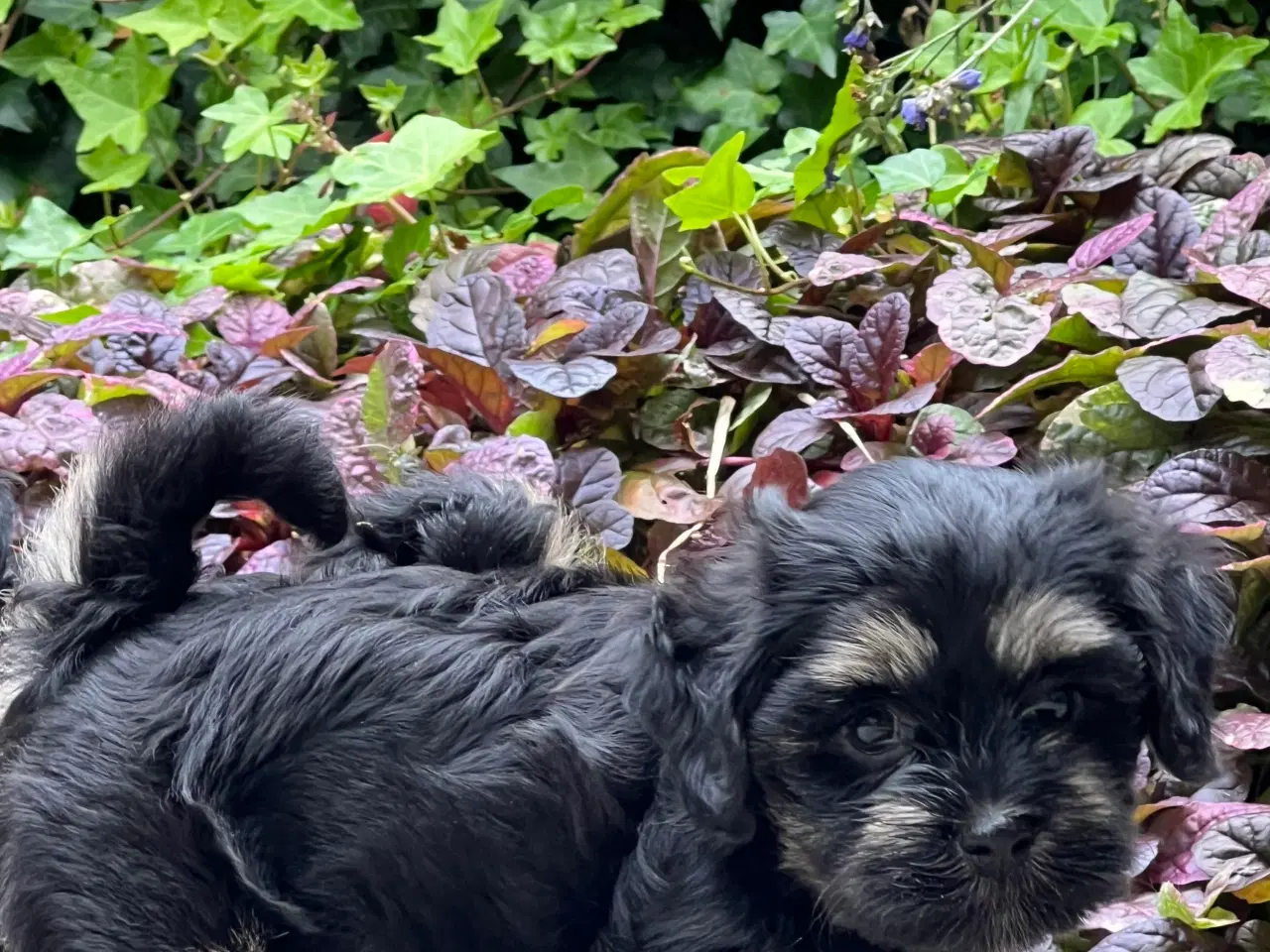 Billede 15 - 🌸Skønne Bichon Havanais 🌸