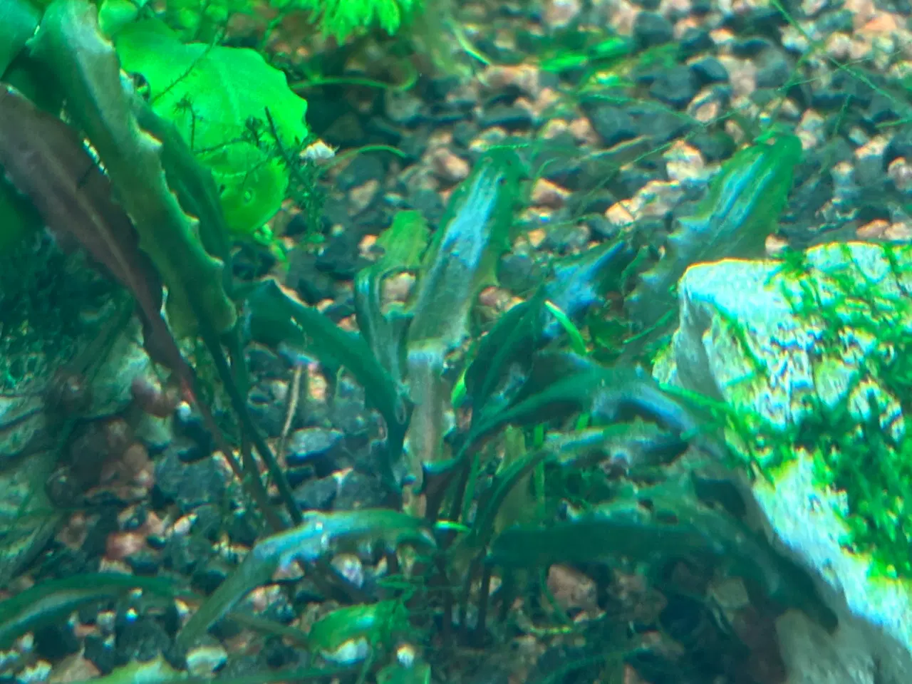 Billede 2 - Cryptocoryne wendtii ‘Tropica’