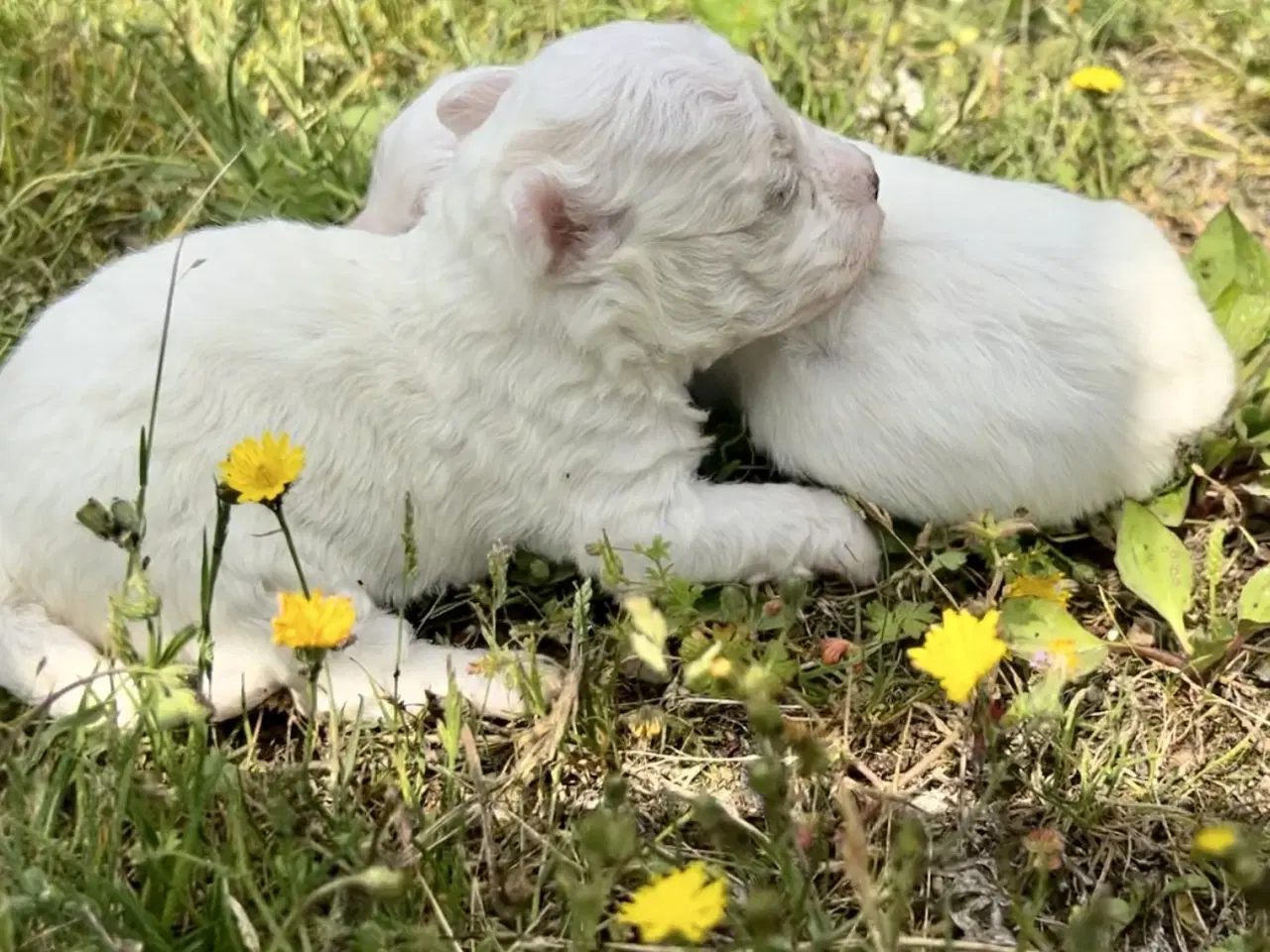 Billede 4 - Allergivenlige hundehvalpe Malteser / Bolognese