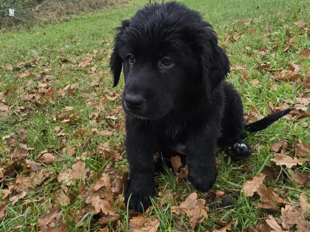 Billede 11 - Golden Retriever blanding hanhund