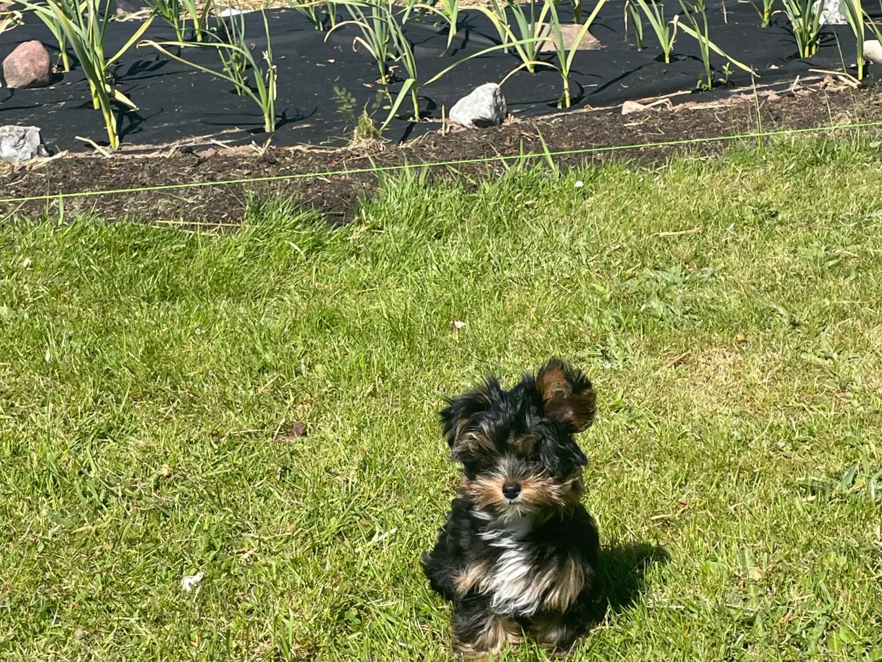 Billede 5 - Miniature Yorkshire pige 5 mdr sælges 