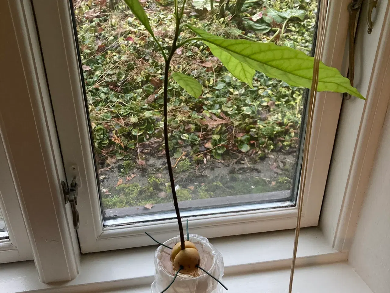 Billede 6 - Avokadoplante - flere stk