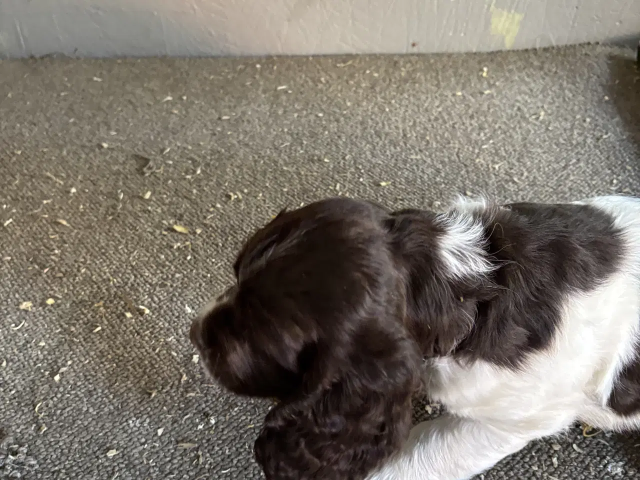 Billede 2 - Engelsk Springer Spaniel 