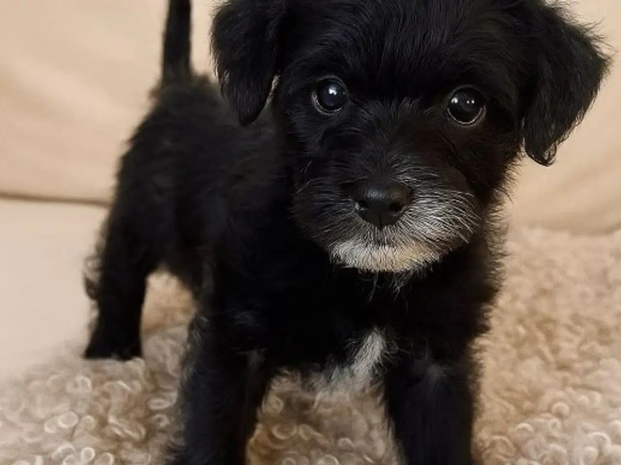 Billede 2 - Toy Puddel × Staffy hvalpe 🐾