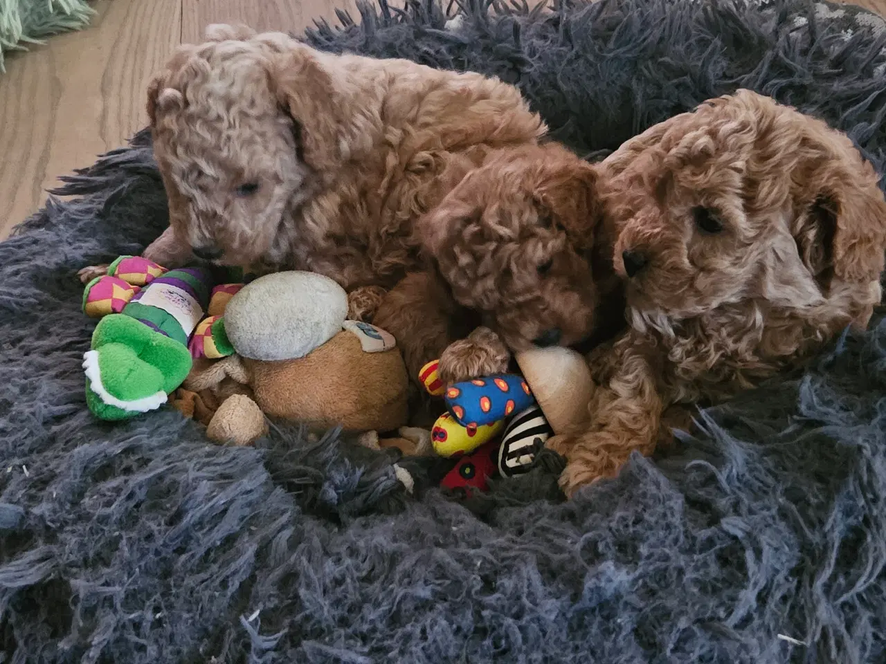 Billede 1 - Dværg Toy puddel