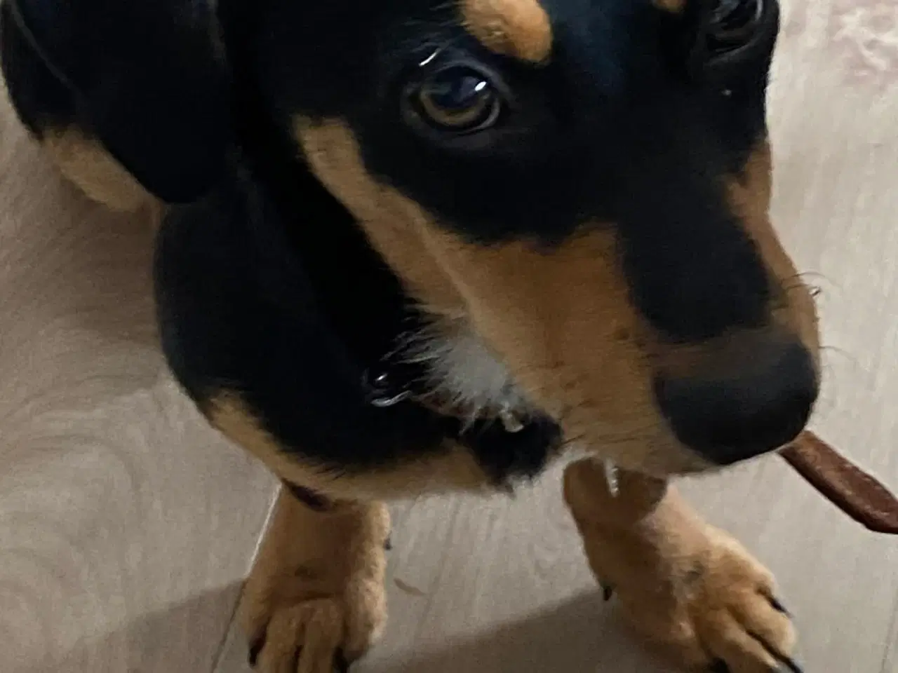 Billede 9 - Søde Erika til omplacering