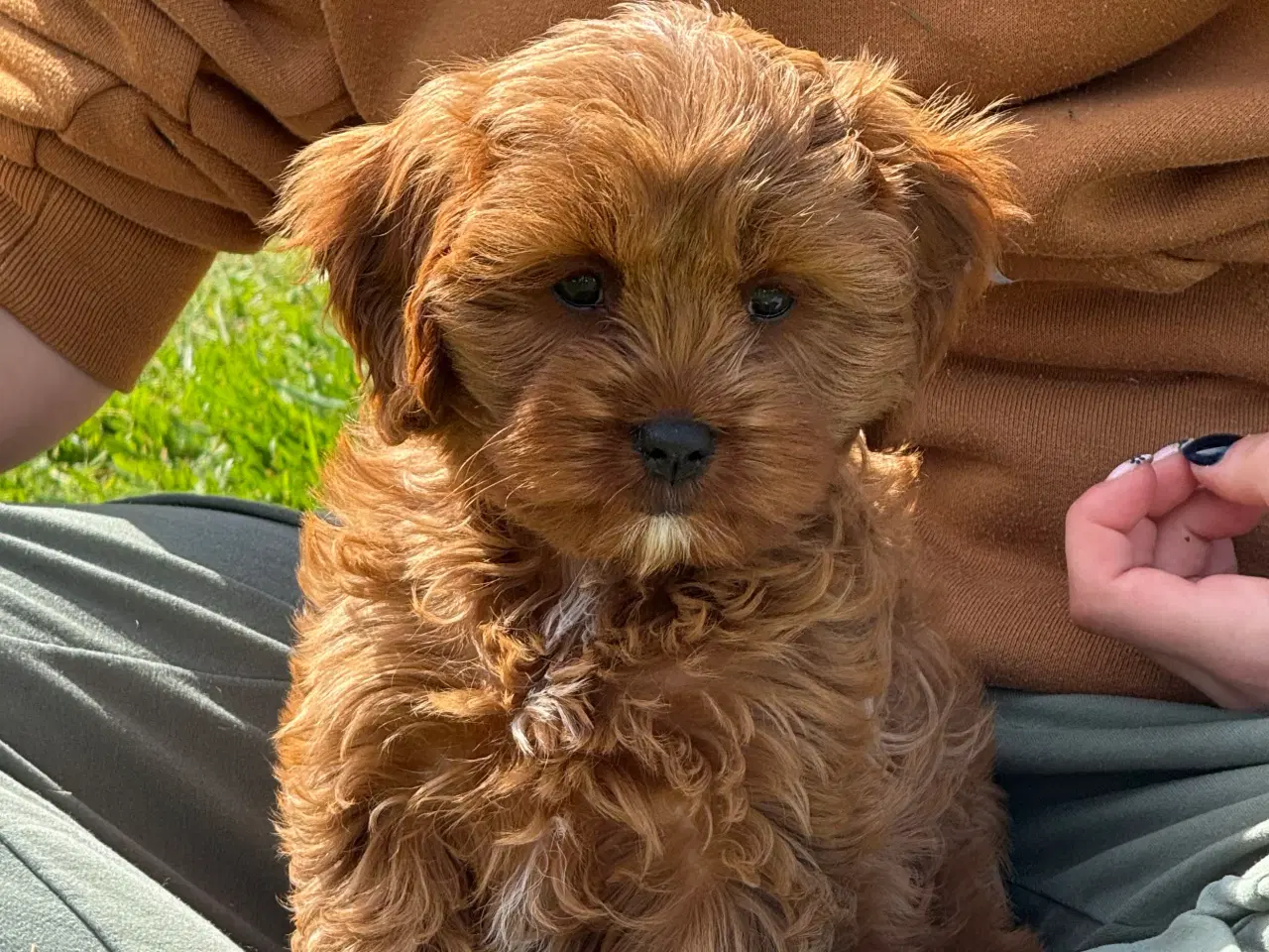 Billede 9 - Cavapoo  