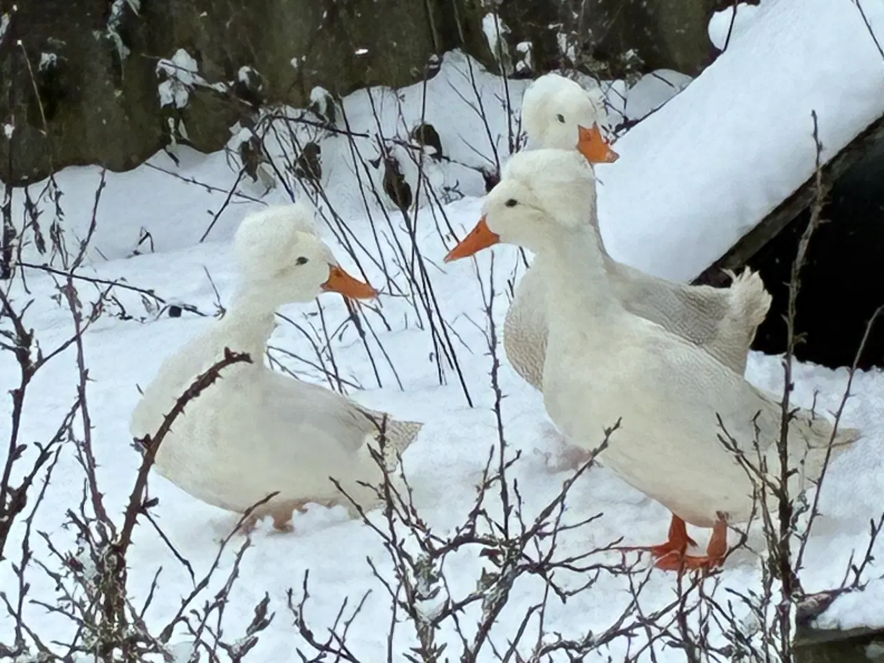 Billede 2 - Kejserænder