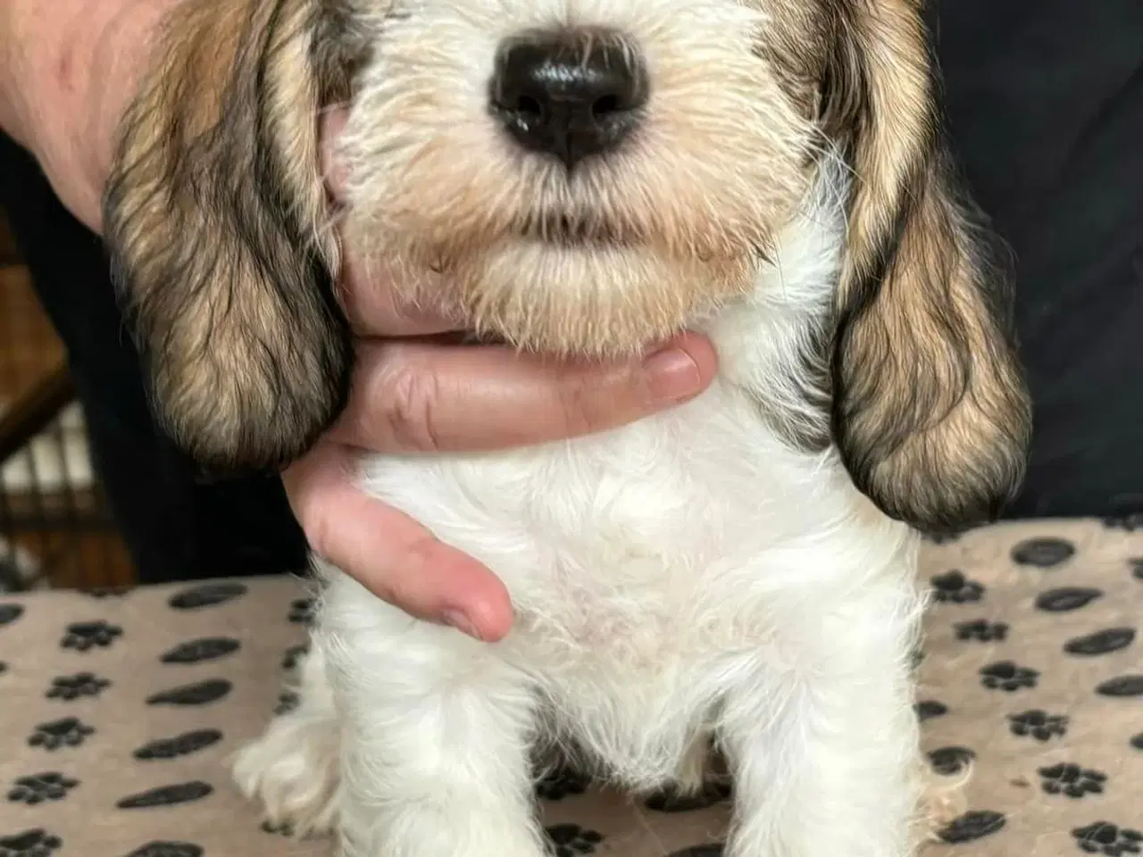 Billede 1 - Petit Basset Griffon Vendeen hvalpe