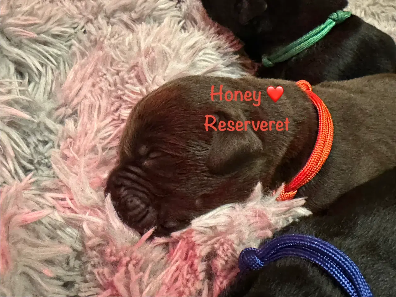 Billede 16 - Lækre Labrador Hvalpe Basser reserveret 😍