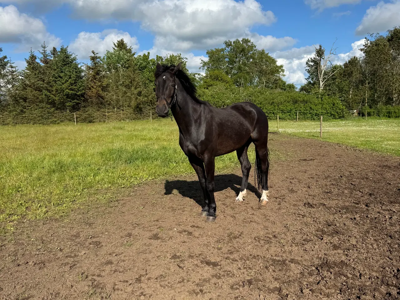 Billede 1 - 5 års vallak