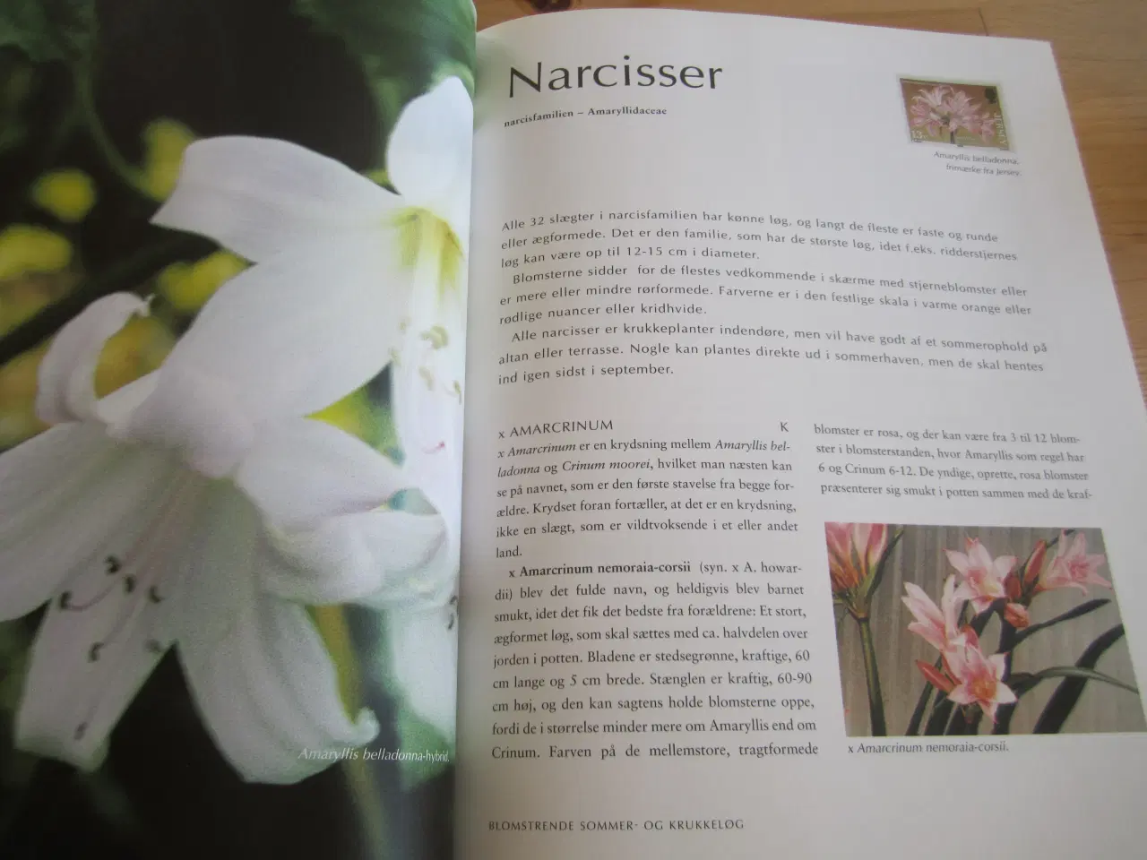 Billede 3 - BYD. BLOMSTRENDE SOMMER OG KRUKKELØG.