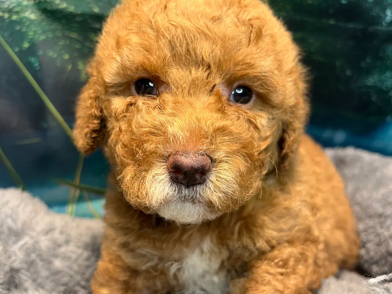 Billede 4 - Goldendoodle babyer 🥰🐾
