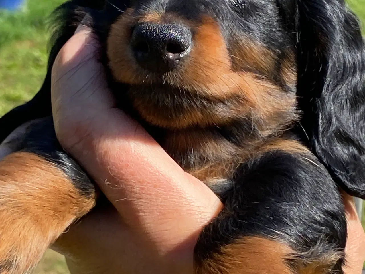 Billede 1 - Gravhundehvalpe langhårede miniaturer