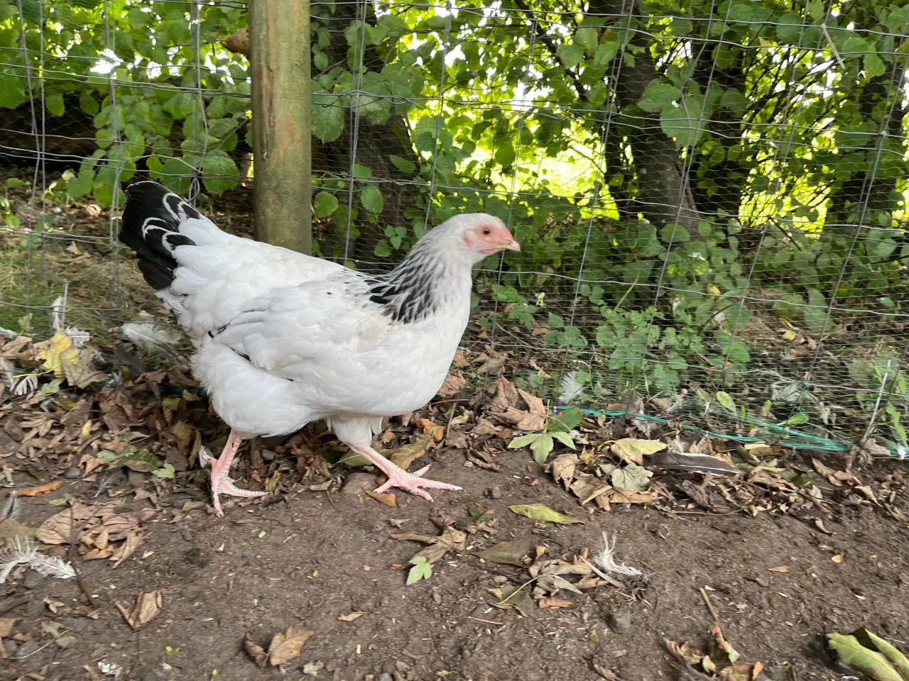 Billede 2 - 3høns + 1hane blanding lys Sussex / Australorps