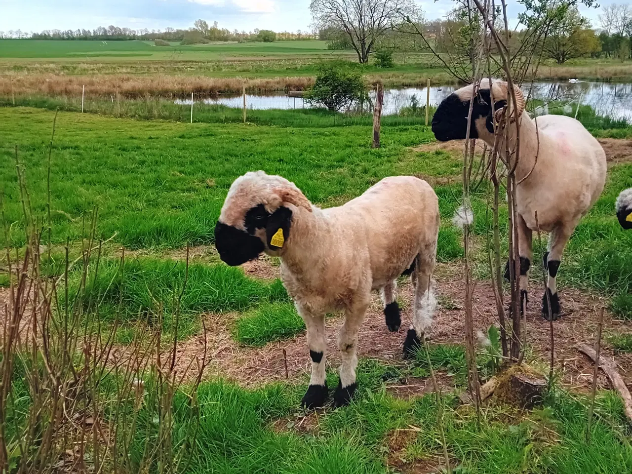 Billede 2 - Valais black nose vædderlam 