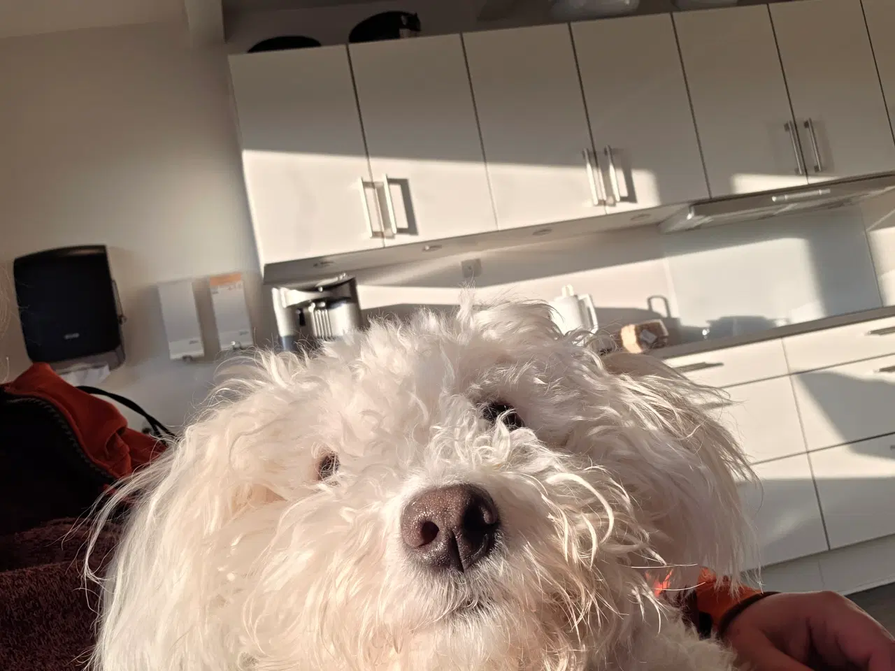 Billede 2 - Ludvig på 11 mdr 