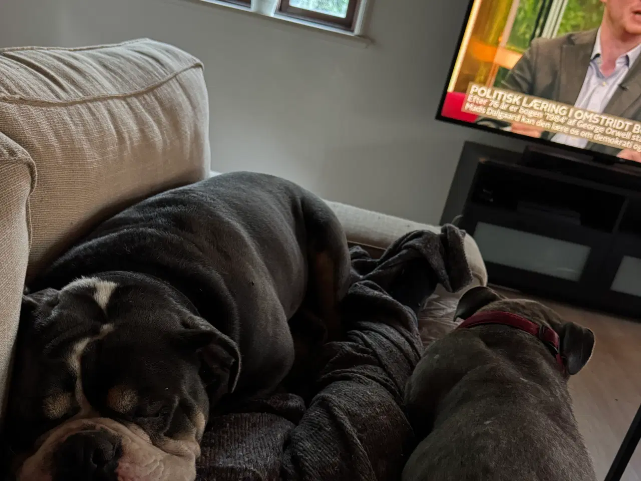 Billede 3 - 2 Old English Bulldog
