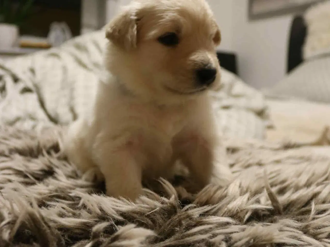 Billede 4 - Golden Doodle & Alaskan Malamute Hvalpe