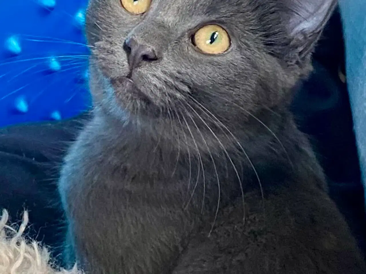 Billede 2 - Maine Coon/Perser/Huskat killinger