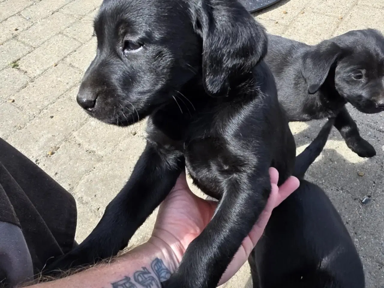Billede 7 - Labrador Formel 1